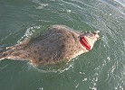 A feisty San Diego Bay halibut