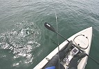 A Hard Fighting Spottie at the Kayak