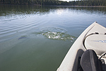 Trout At The Boat