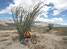 Click Here for Anza Borrego Photos