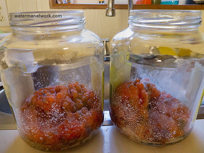 Curing Salmon Eggs