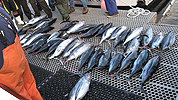 A nice haul of albacore caught off Newport, Oregon