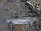 A Klickitat River Chinook salmon