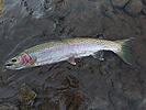 The elusive Klickitat River steelhead