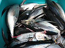 Albacore caught off Newport, Oregon