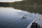 Pre dawn trout battle