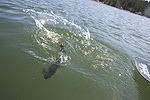 Rainbow trout tail whip