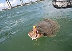 Click HERE for bay fishing video