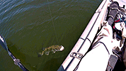 Desert SW kayak fishing videos on YouTube