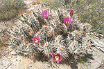 Cholla cactus in bloom
