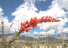 Ocotillo cactus bloom