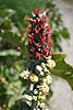 Castor bean plant