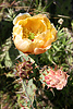 Pear cactus bloom