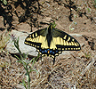 Yellow swallowtail butterfly