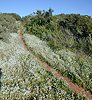 Singletrack through the flowers