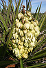 Yucca bloom