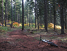 Road through the forest