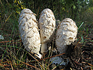 Shaggy Mane mushrooms