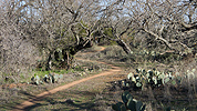 Singletrack winding through the cactus on RPR Trail