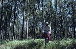 Don riding in a Carlsbad eucalyptus tree grove